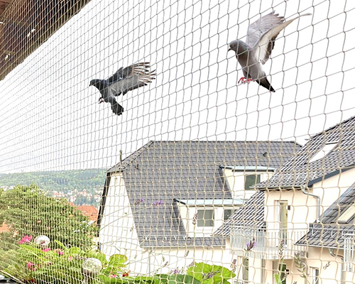 Bird Net